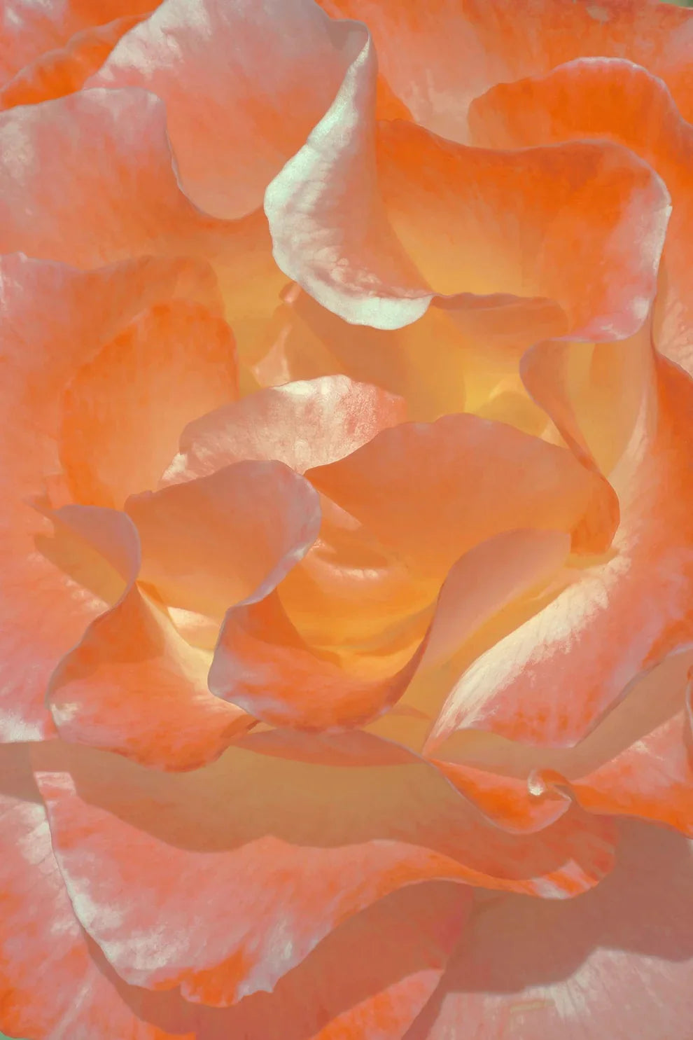 Rose Tincture