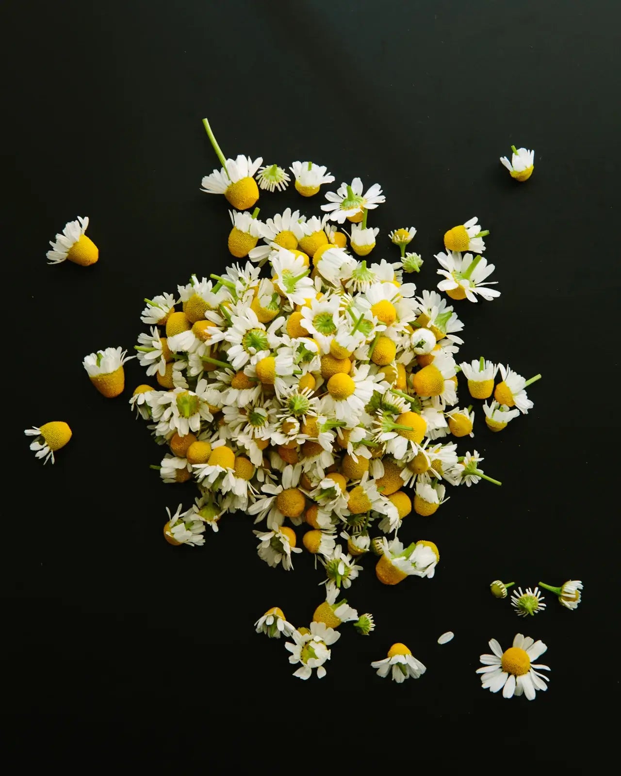 Hydrosol - Chamomile