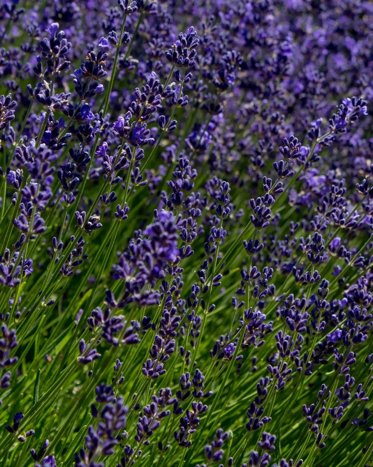 Hydrosol - Lavender