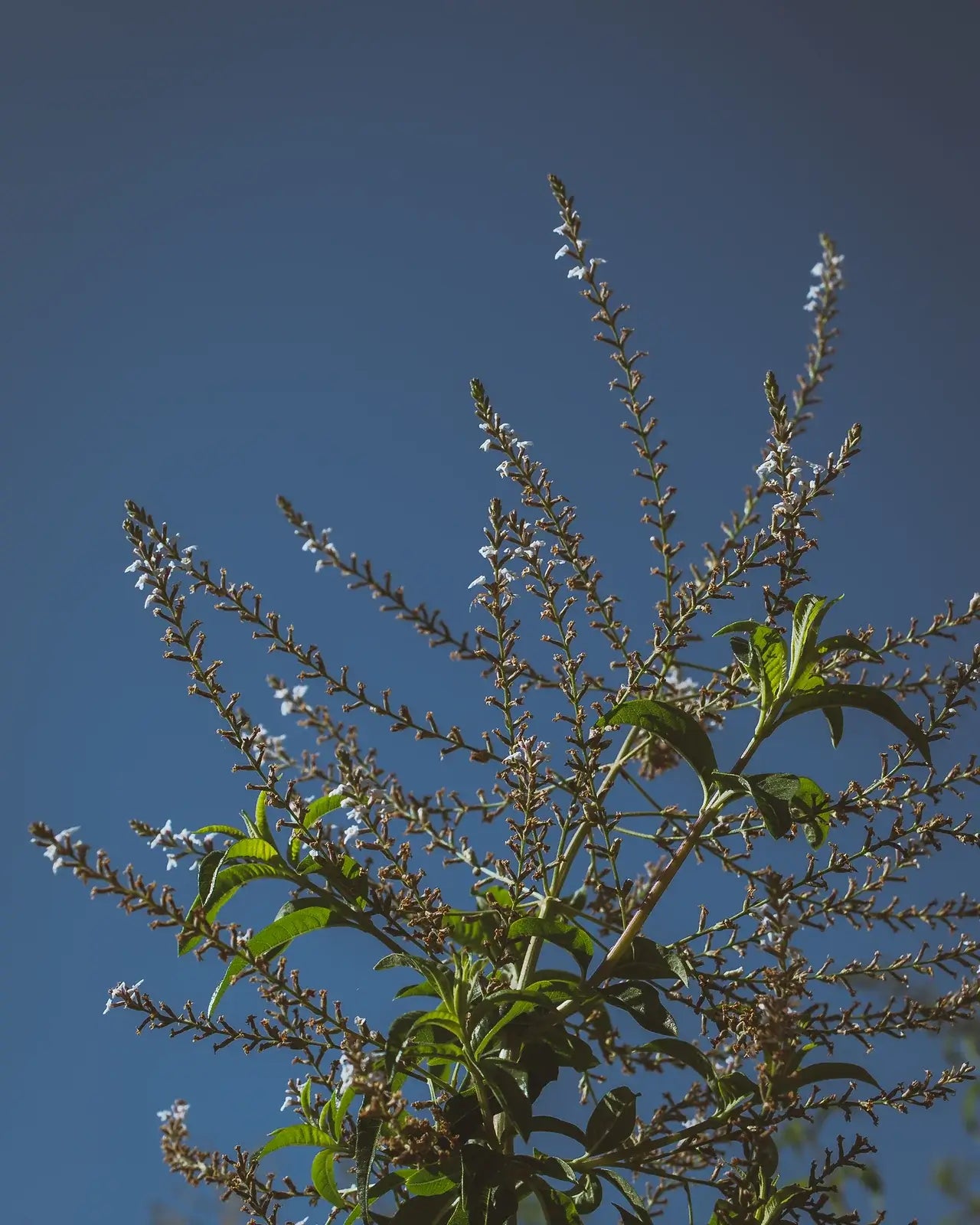 Hydrosol - Lemon Verbena