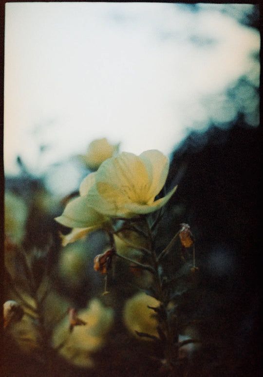 Nightflowers Botanical Perfume – PREORDER