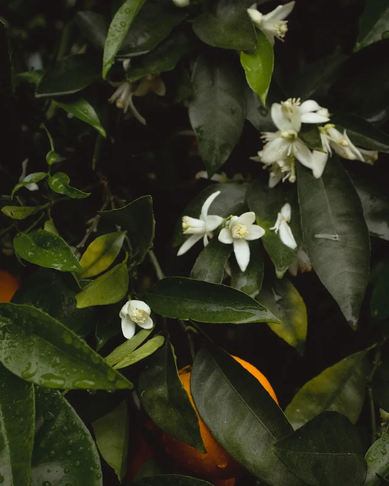 Hydrosol - Orange Blossom