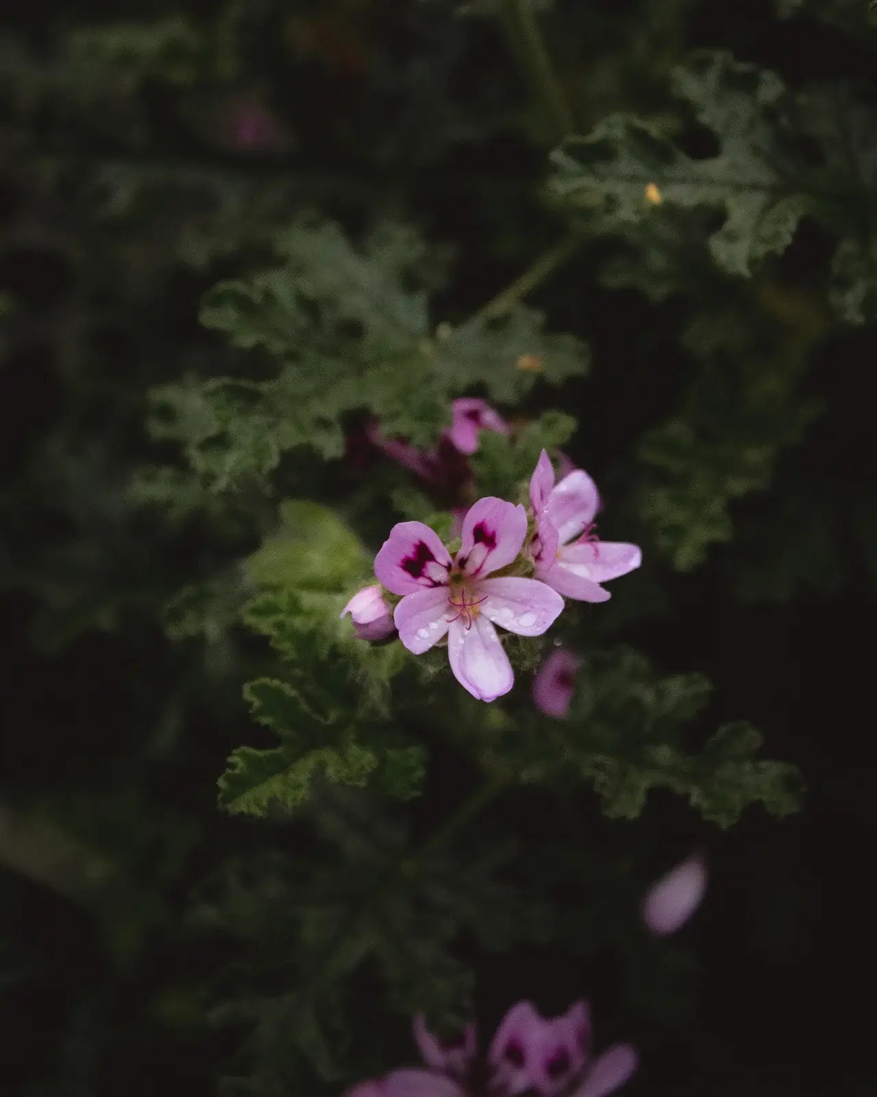 Hydrosol - Rose Geranium