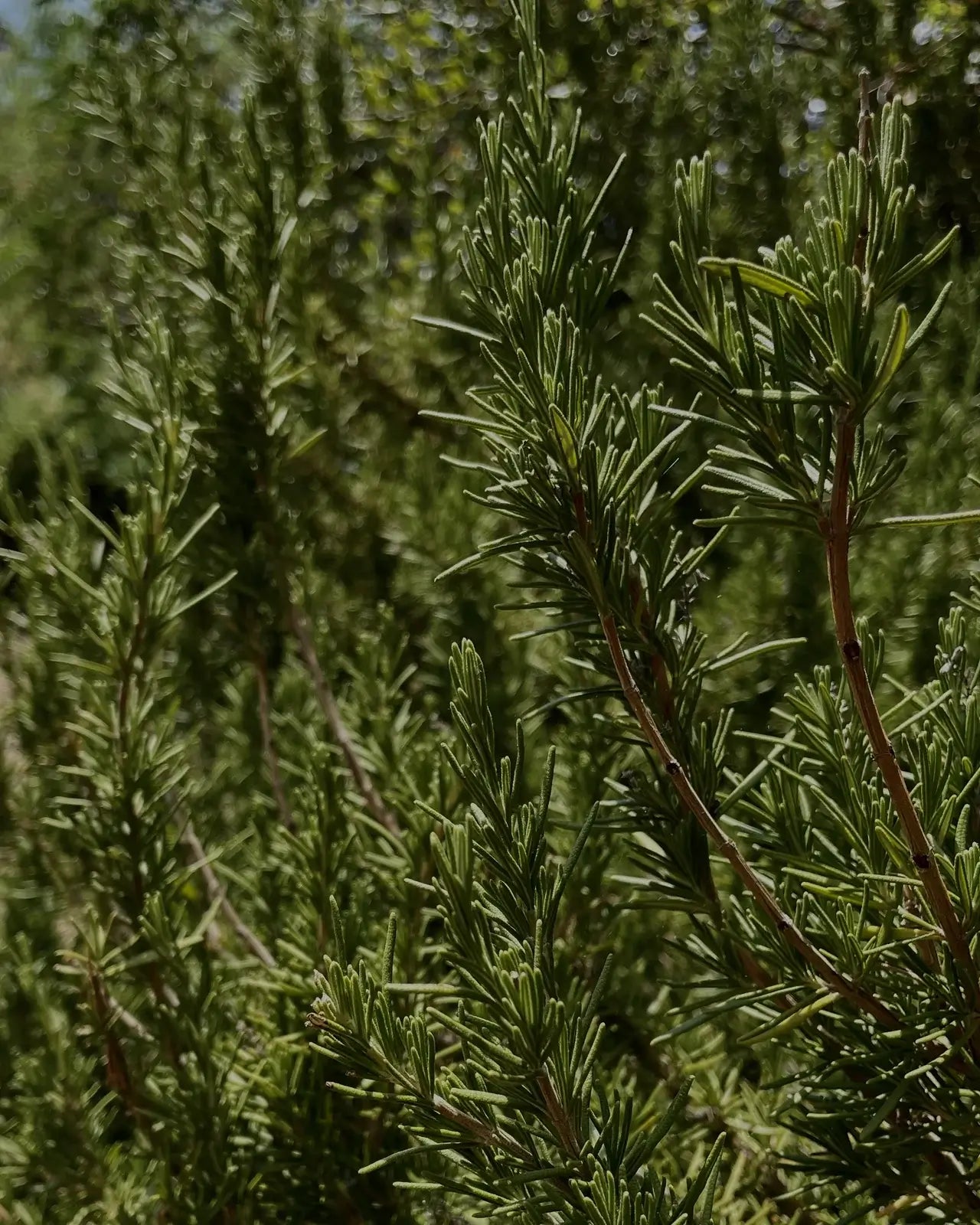 Hydrosol - Rosemary
